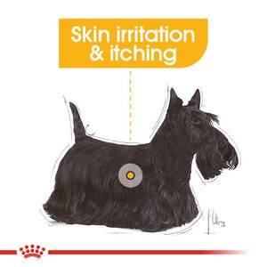 dog skin irritation and itching